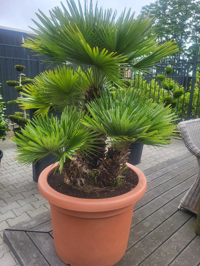 Chamaerops humilis "Vulcano" in bloempot, Overige soorten, 100 tot 250 cm, Zomer, Ophalen