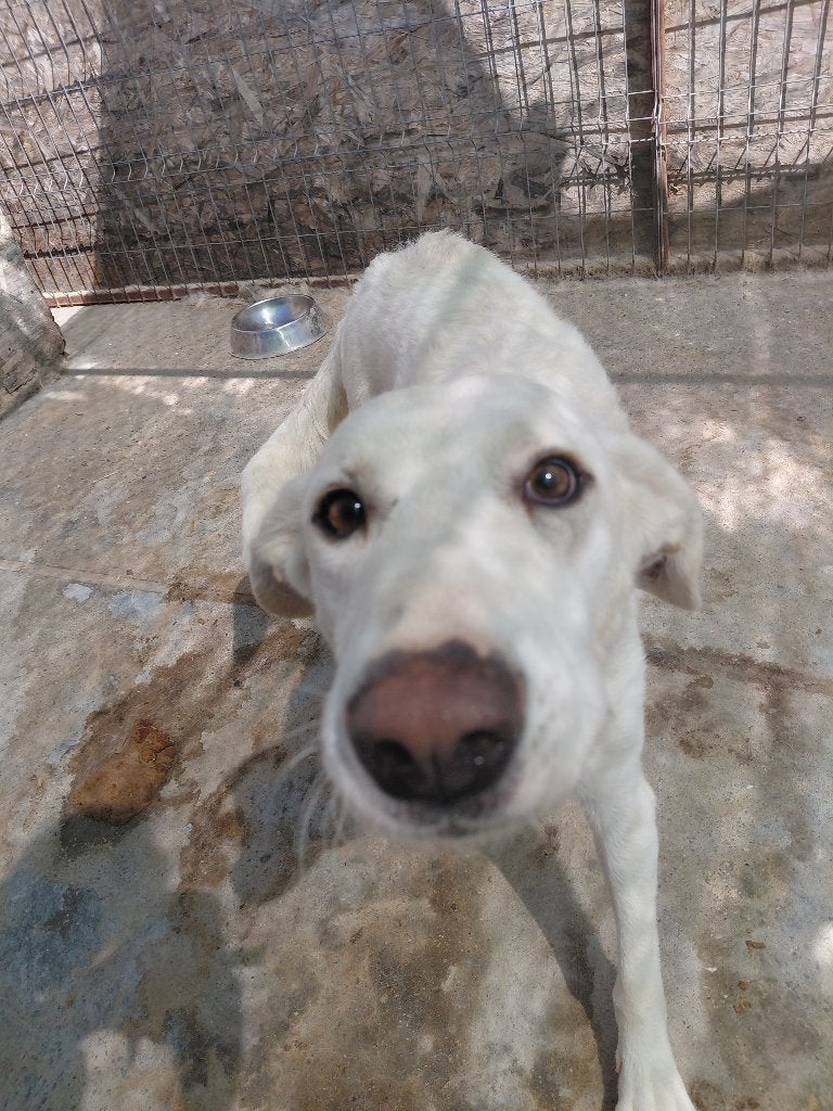 Lieve Emma ter adoptie!, Dieren en Toebehoren, Honden | Niet-rashonden, Particulier, 1 tot 2 jaar, Buitenland, Teef