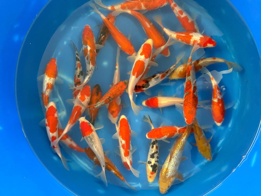 Conias 16/18cm Tosai, Dieren en Toebehoren, Vissen | Vijvervissen, Karper of Koi