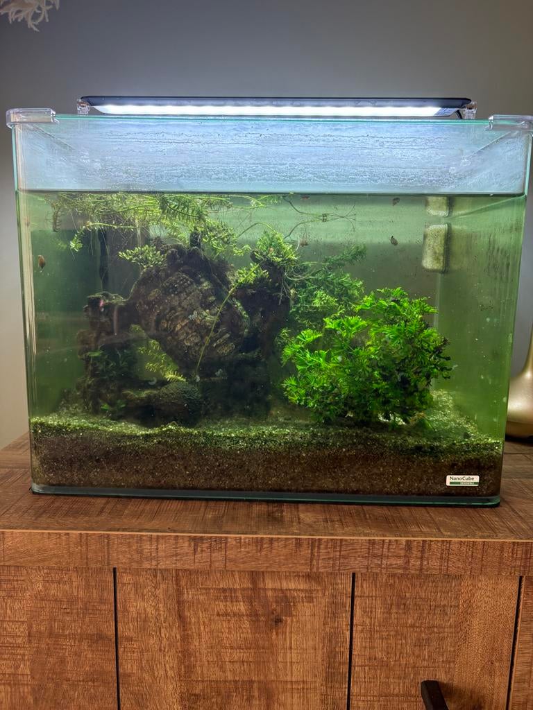 DENNERLE NANO CUBE 50 L, Ophalen, Zo goed als nieuw, Leeg aquarium