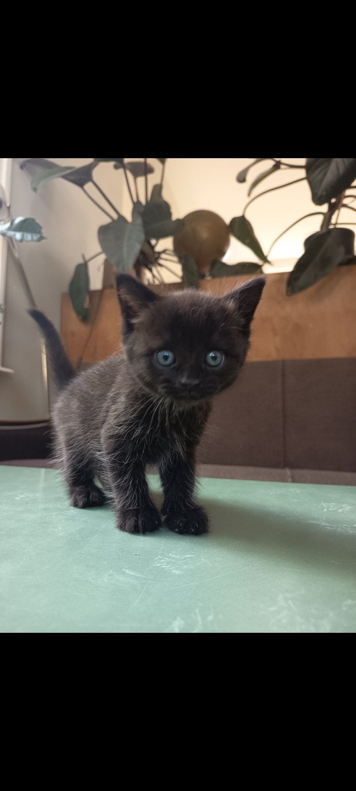leuke kittens, Meerdere dieren