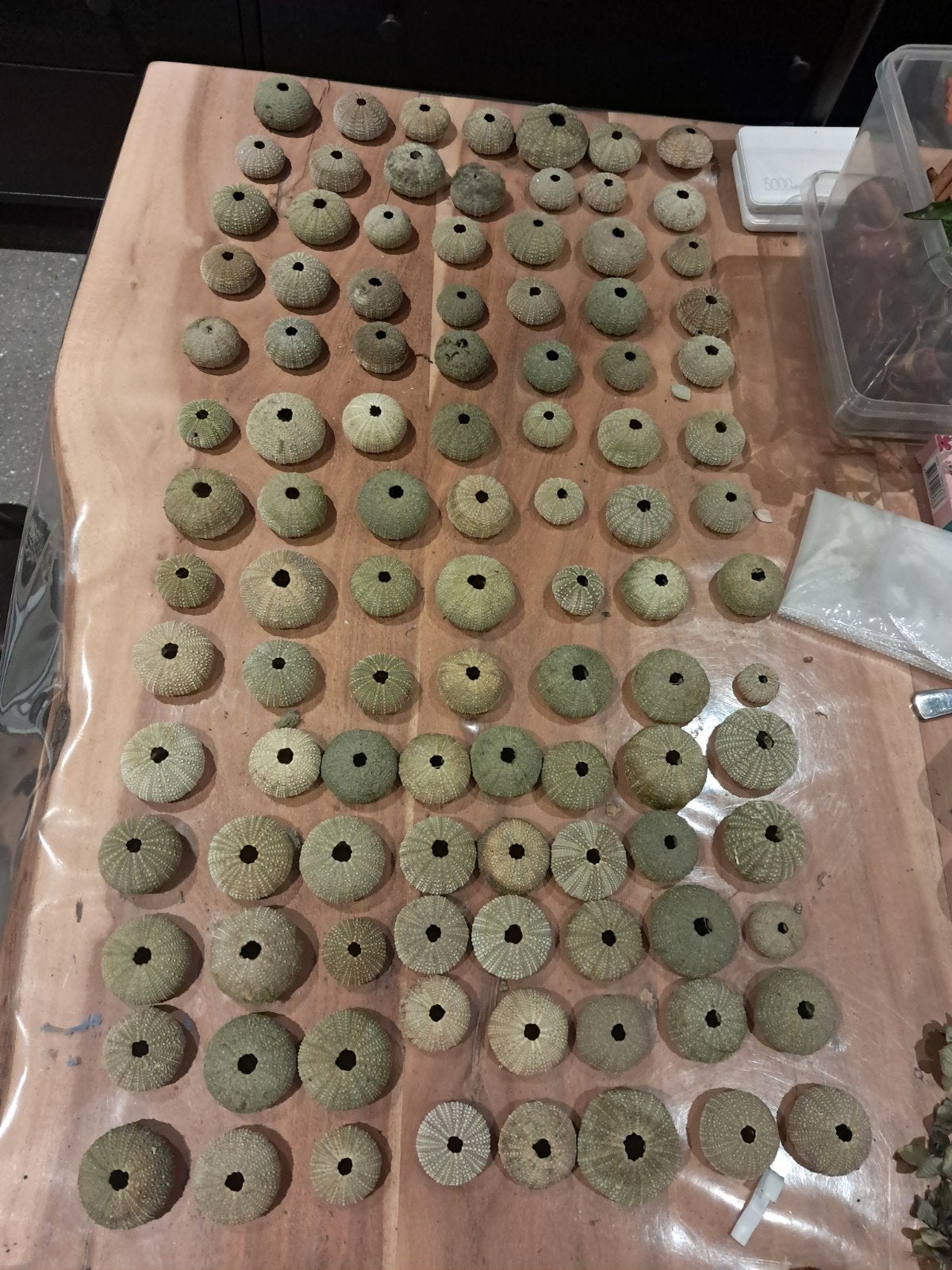 100 zee egels, Verzamelen, Mineralen en Fossielen, Ophalen of Verzenden