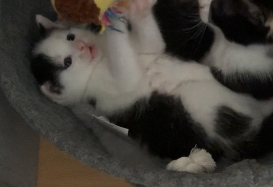 8 weken oude kitten een mannetje, Dieren en Toebehoren, Kater, 0 tot 2 jaar
