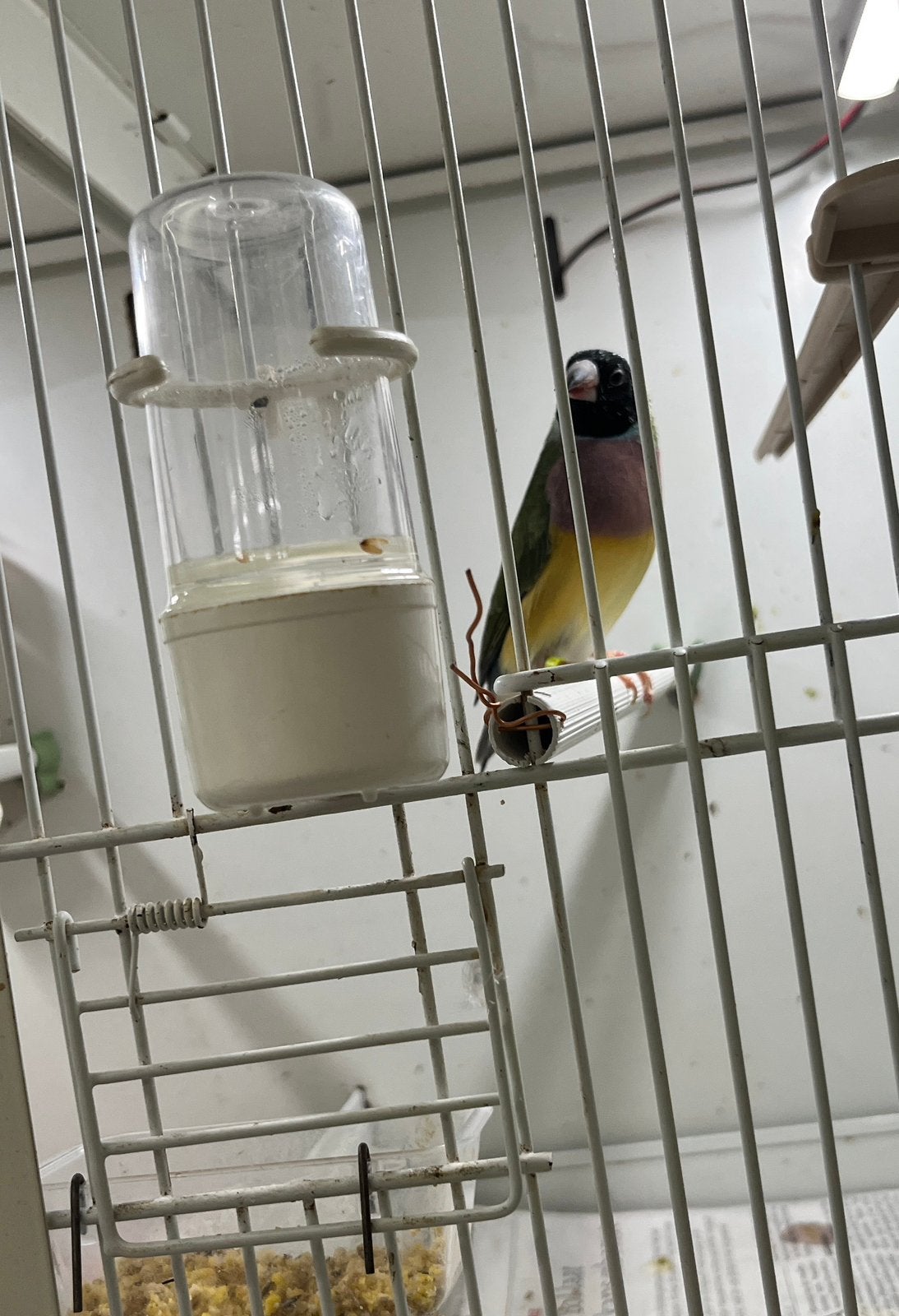 Zwart kop lila borst gould amadine man, Dieren en Toebehoren, Mannelijk, Geringd