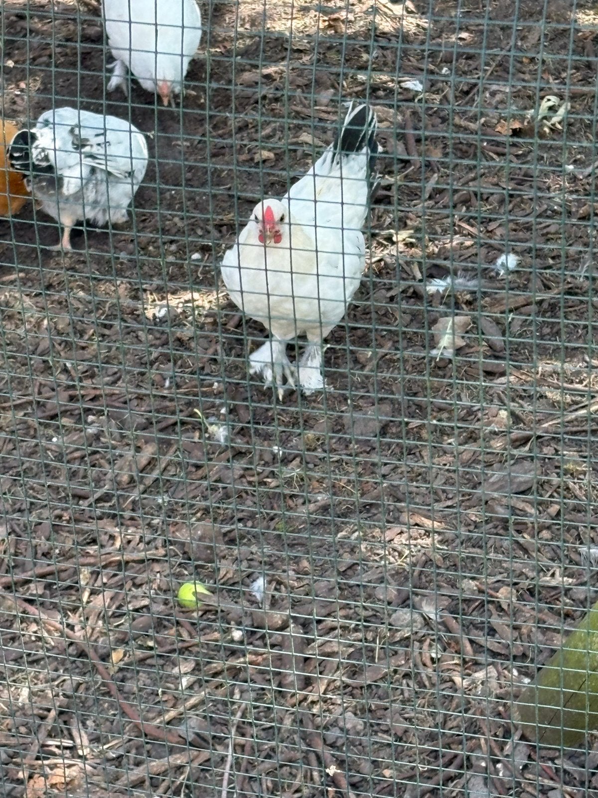 Jonge haantjes Kriel x Wyandotte, Dieren en Toebehoren, Pluimvee, Mannelijk, Kip