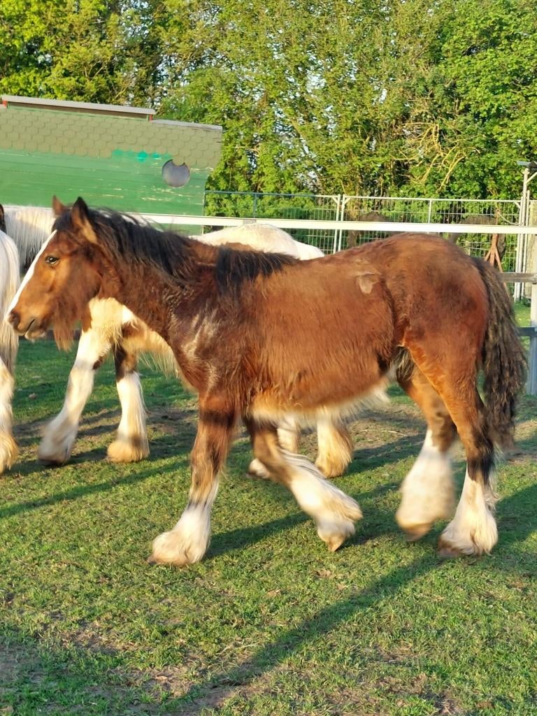 tinker veulens, Ophalen, Zo goed als nieuw, Paard, Beeldje of Figuurtje