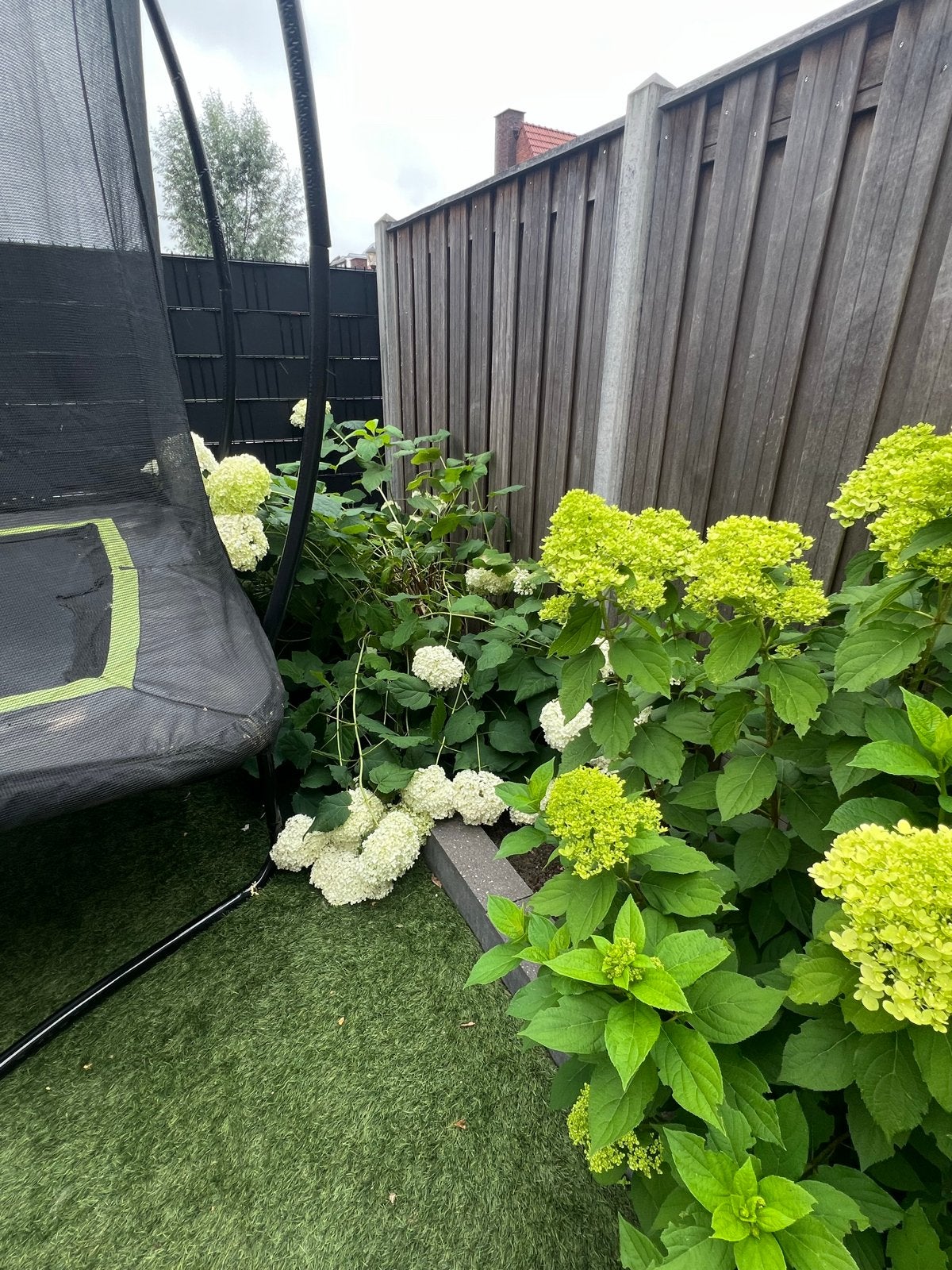 Hortensia's: Witte en lichtgroene bloemen, Tuin en Terras, Planten | Tuinplanten, Vaste plant, Halfschaduw, Zomer, Ophalen