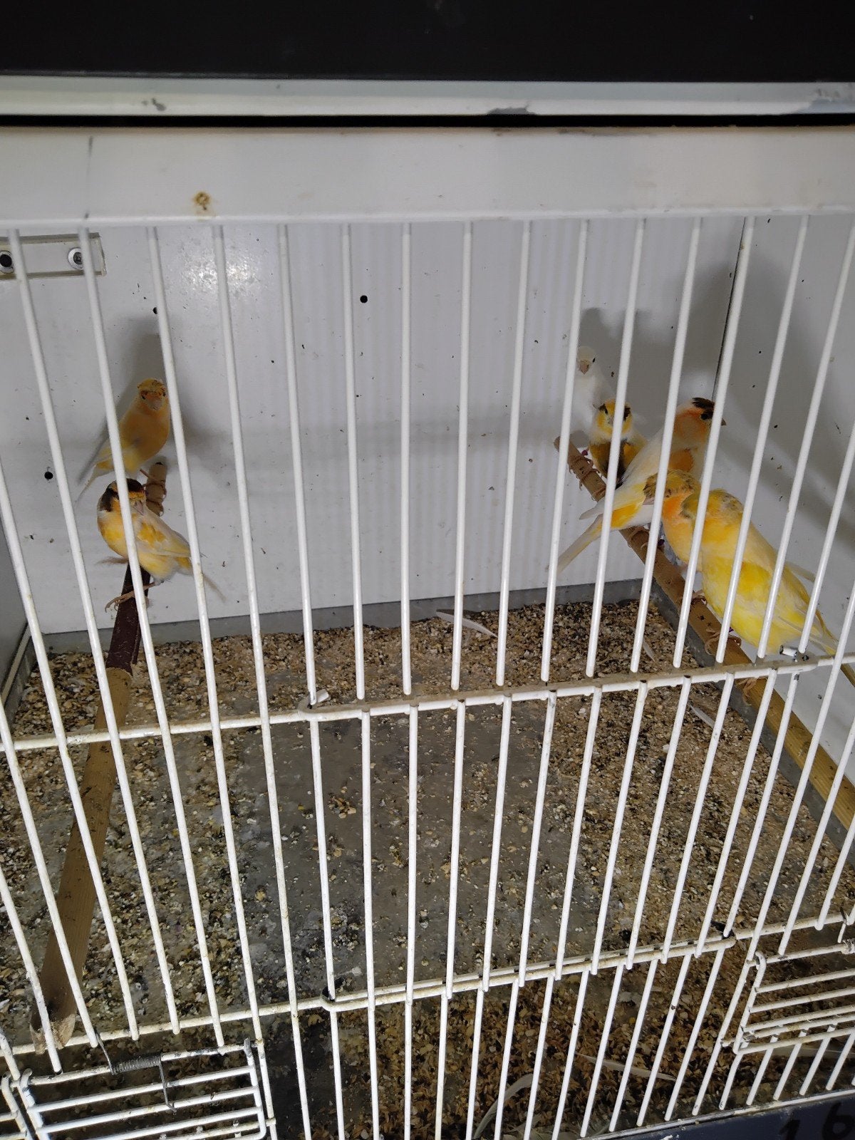Acht kanarie mannen, Dieren en Toebehoren, Vogels | Kanaries, Mannelijk, Kleurkanarie