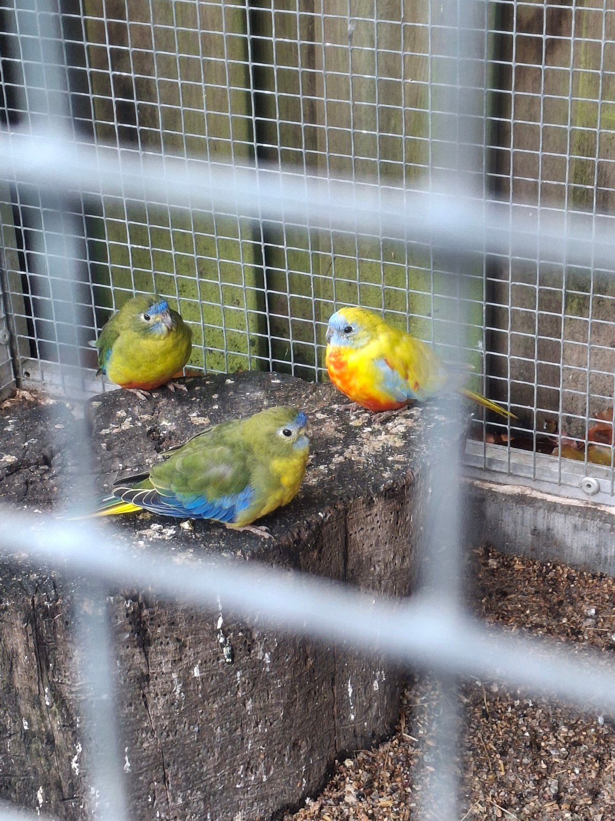 turquoisine parkiet, Dieren en Toebehoren, Meerdere dieren