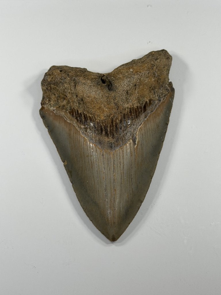 Megalodon tand XL -Nergens goedkoper #12, Verzamelen, Ophalen of Verzenden, Fossiel