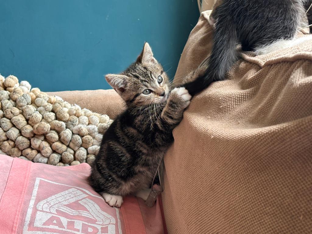 Europese korthaar kittens, Dieren en Toebehoren, Katten en Kittens | Overige Katten, Kater
