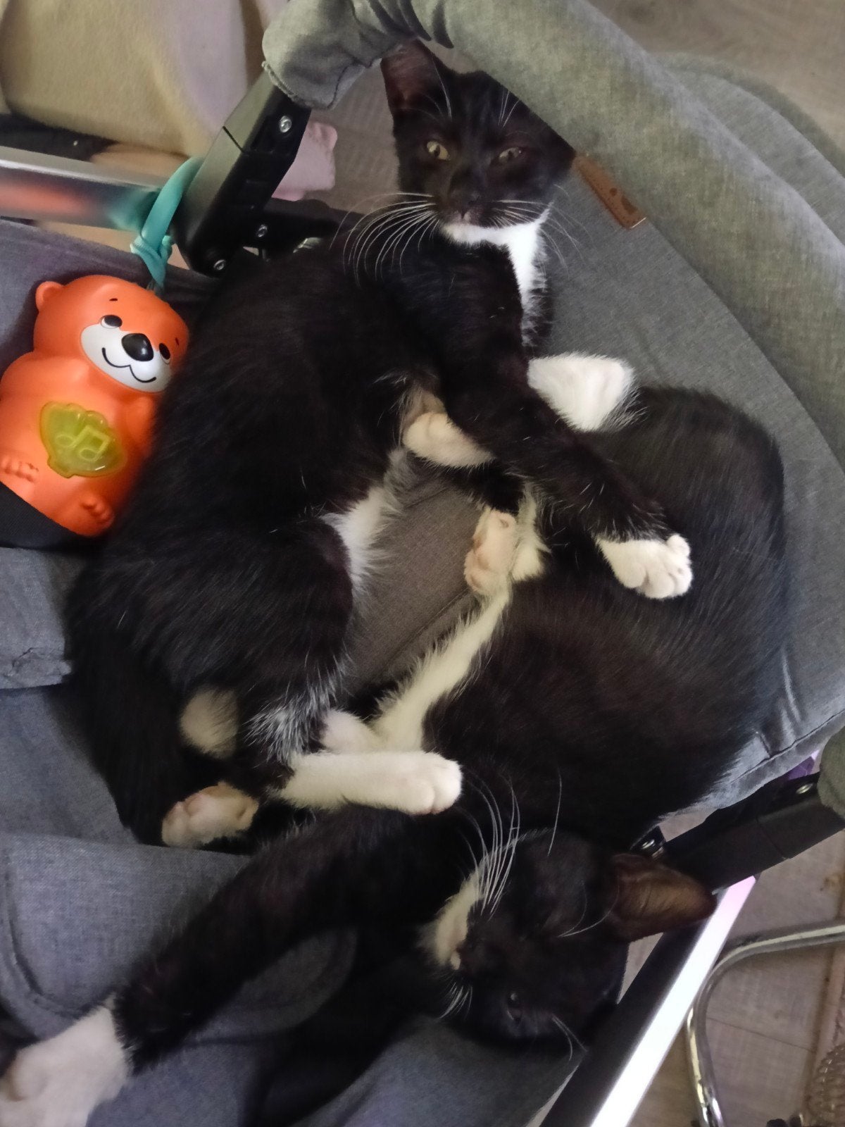 2 zwart witte kittens ( poezen) mogen naar een nieuw huisje, Poes, 0 tot 2 jaar