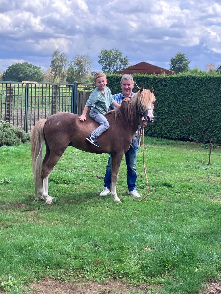 10 jarige knappe Bpony hengst, Dieren en Toebehoren, Hengst, B pony (1.17m tot 1.27m), Onbeleerd, Gechipt
