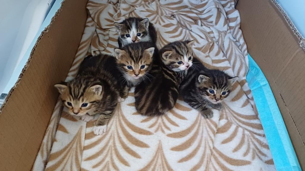 Prachtige kittens, Dieren en Toebehoren, Meerdere dieren