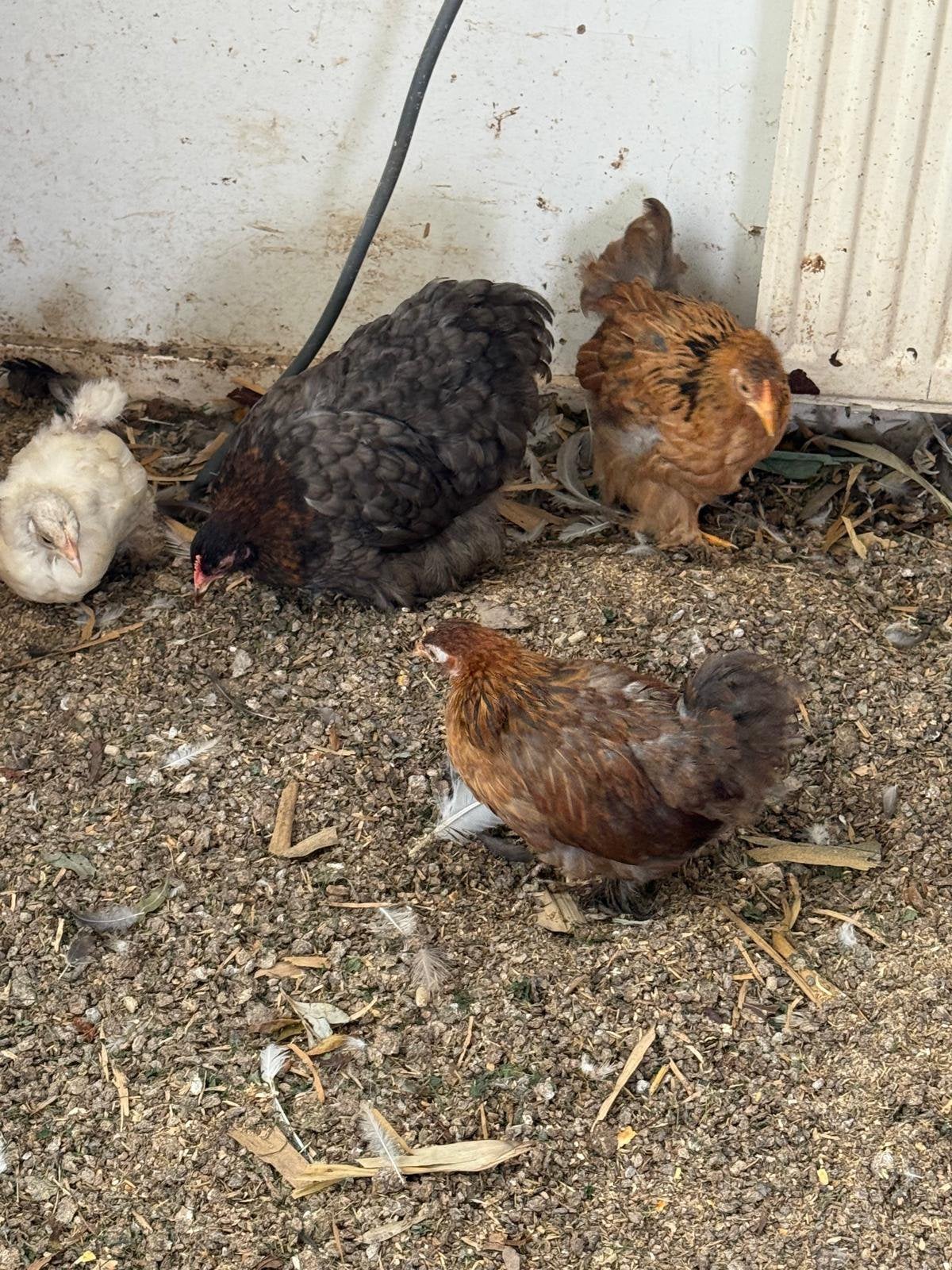 Laatste jonge cochins kriel ! 4 + 1, Meerdere dieren, Kip