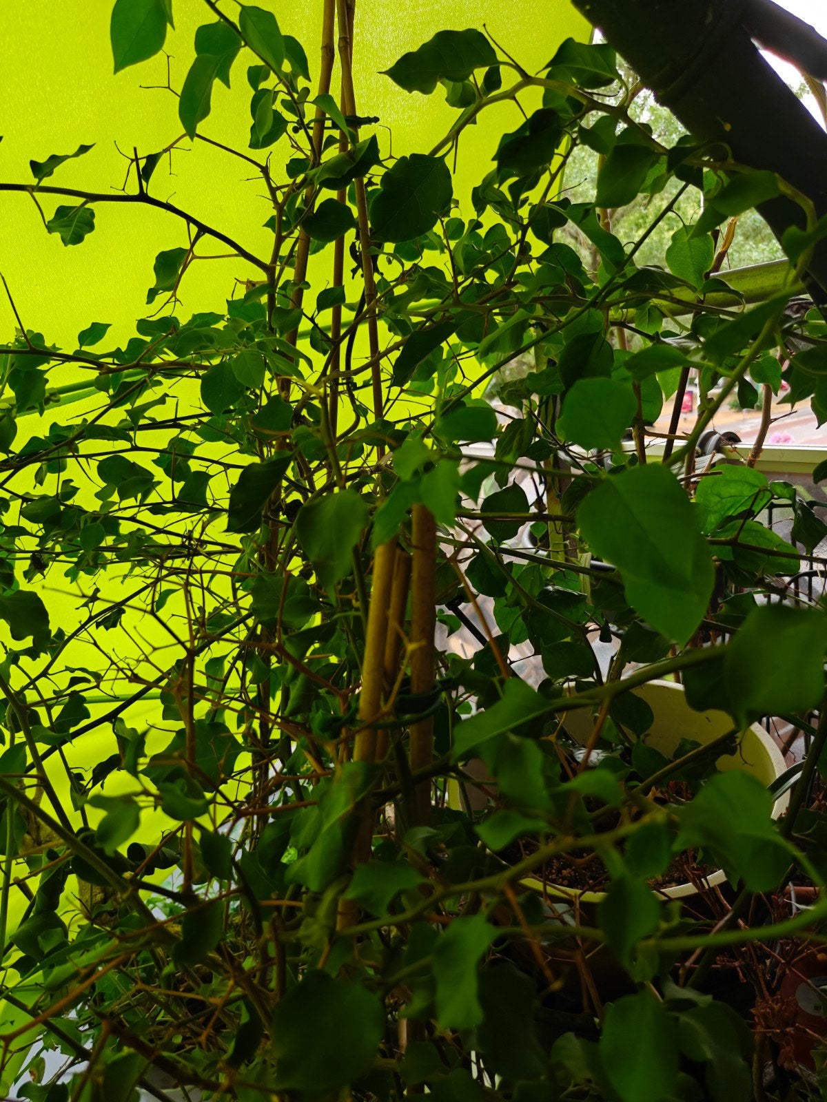 Grote Bougainvillea plant in pot, Tuin en Terras, Volle zon, Vaste plant, Ophalen of Verzenden, Klimplanten