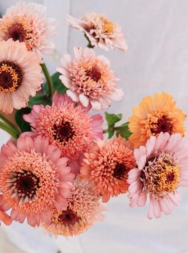 Zinnia elegans ‘Cresto! Peachy Pink, Tuin en Terras, Planten | Tuinplanten, Overige soorten, Volle zon, Eenjarig, Ophalen of Verzenden