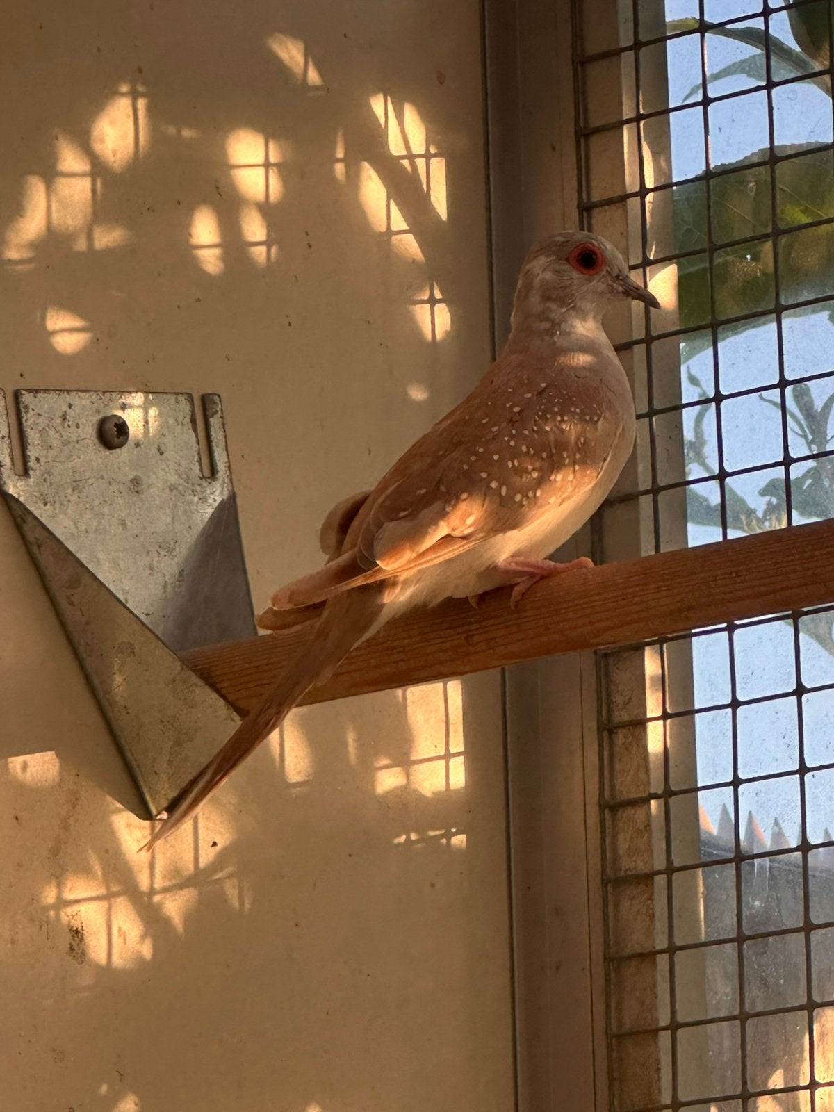 Diamant duif pop, Dieren en Toebehoren, Vogels | Overige Vogels, Vrouwelijk