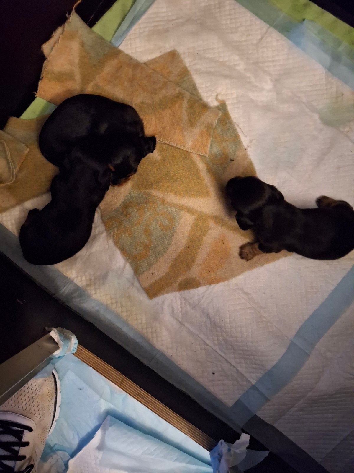 kaninchenteckelpuppies te koop, Kaninchen, Reu, CDV (hondenziekte), 8 tot 15 weken
