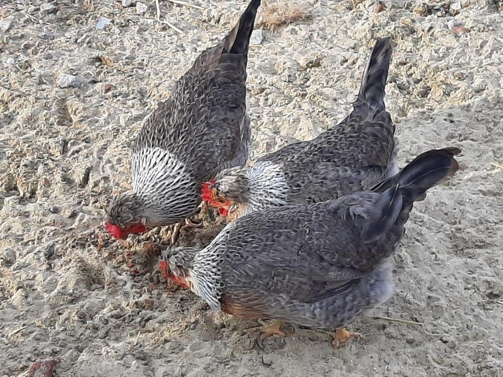 Cream legbar broedeieren, Dieren en Toebehoren, Geslacht onbekend, Kip