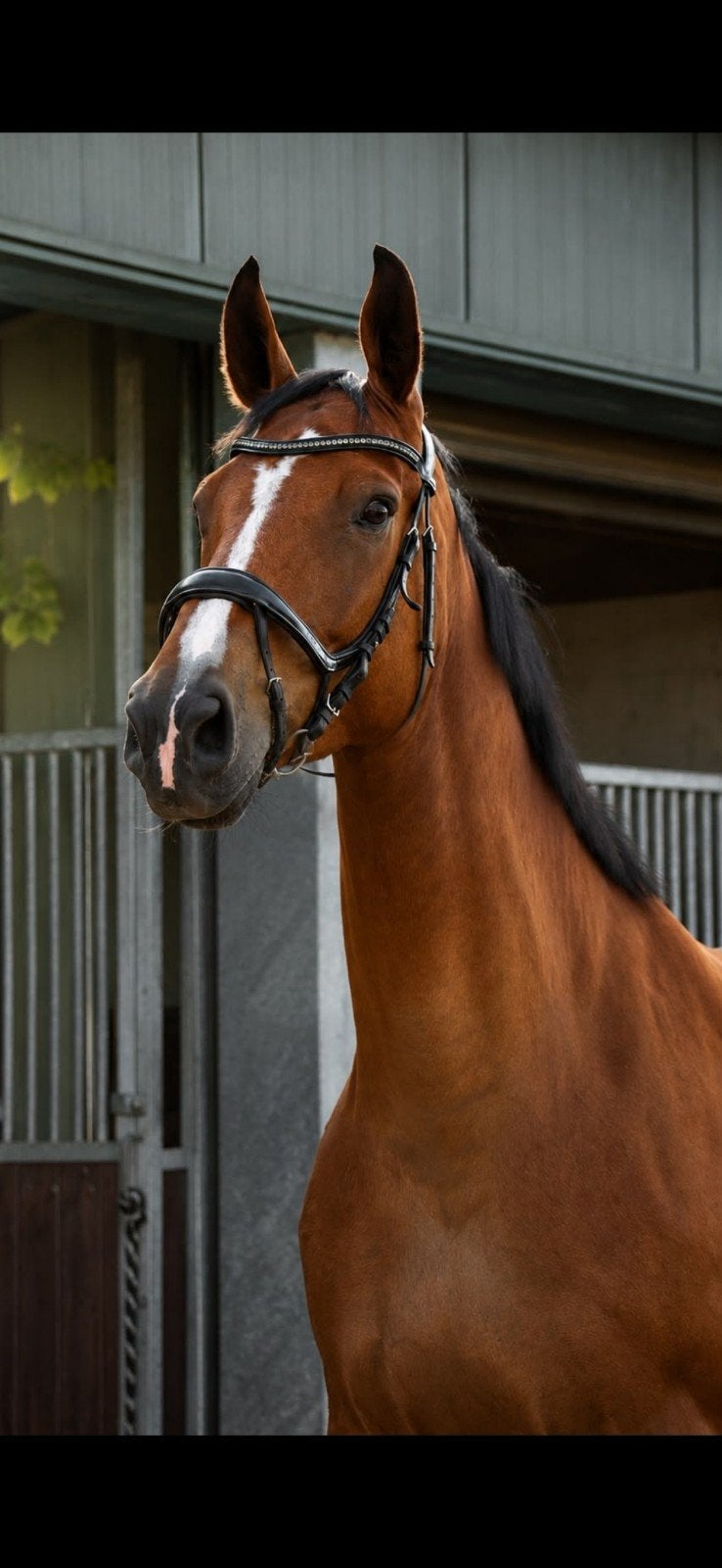 Te koop: Mooie, grote 6-jarige ruin!!, Dieren en Toebehoren, Springpaard, Met stamboom, Ruin, 170 tot 175 cm