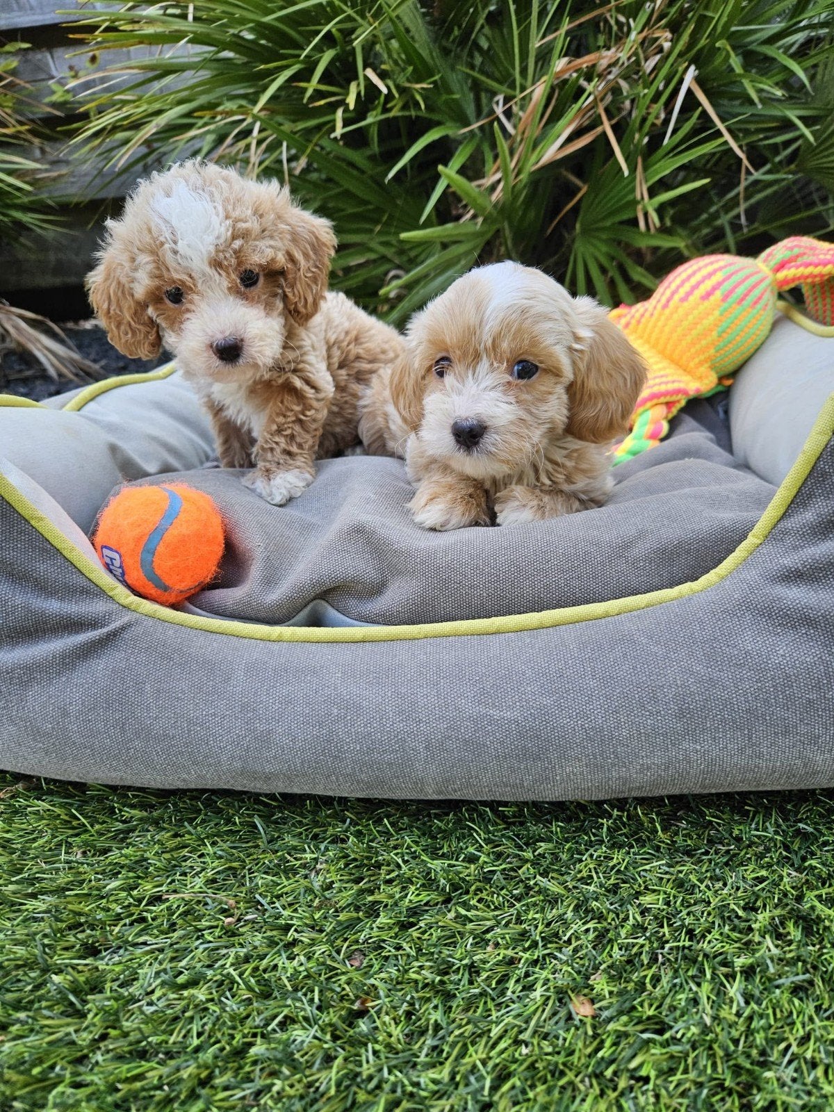 Maltipoo pups, Overige rassen, 8 tot 15 weken, Meerdere, Meerdere dieren