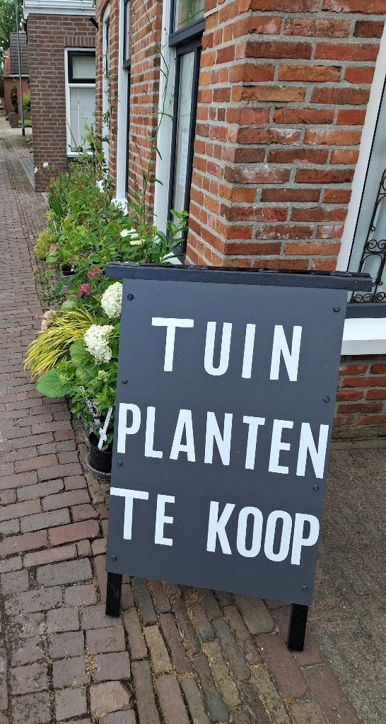 Tuinplanten, hobby & biologisch gekweekt, kleine prijsjes, Tuin en Terras, Planten | Tuinplanten, Vaste plant, Halfschaduw, Zomer