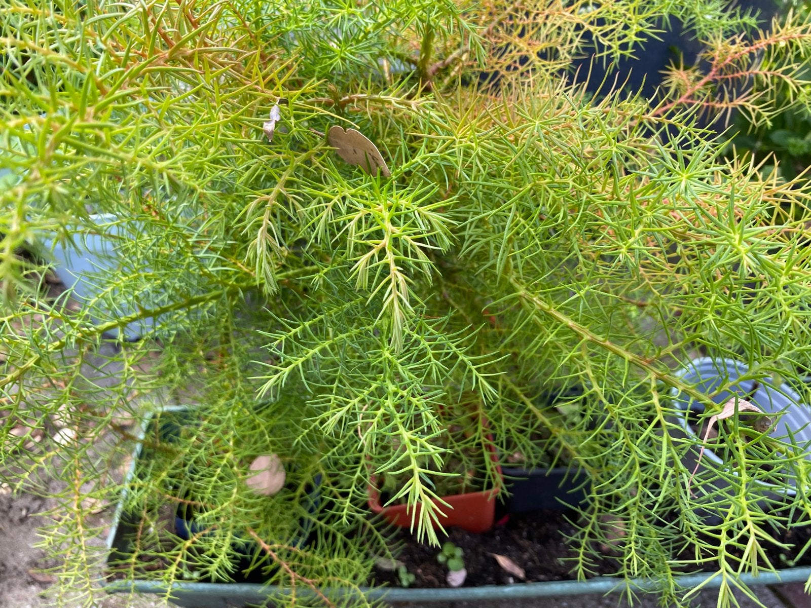 Japonica struik, Ophalen, Bloeit niet, Vaste plant, Overige soorten