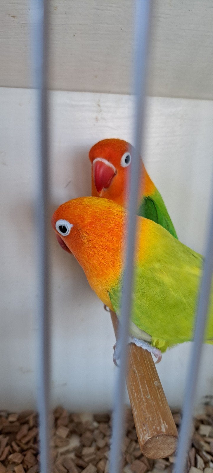 Agapornis Ficheri Opaline/lut x Opaline/ lut, Meerdere dieren, Dwergpapegaai of Agapornis