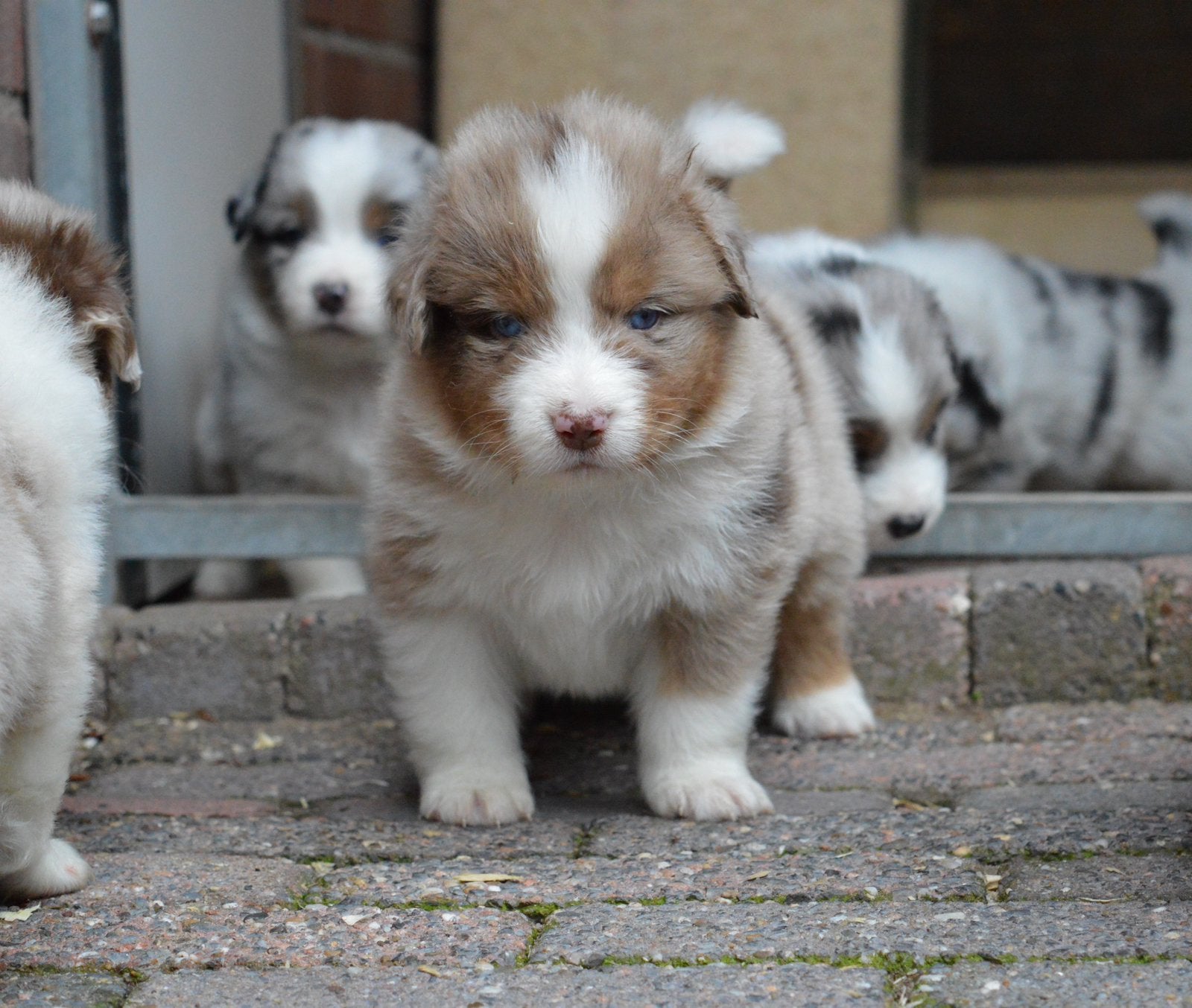 Austalische herder pups, Dieren en Toebehoren, Parvo, 8 tot 15 weken, Meerdere, Meerdere dieren