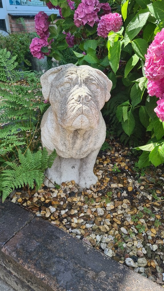 Stenen beeld bulldog (70cm), Ophalen, Gebruikt, Dier