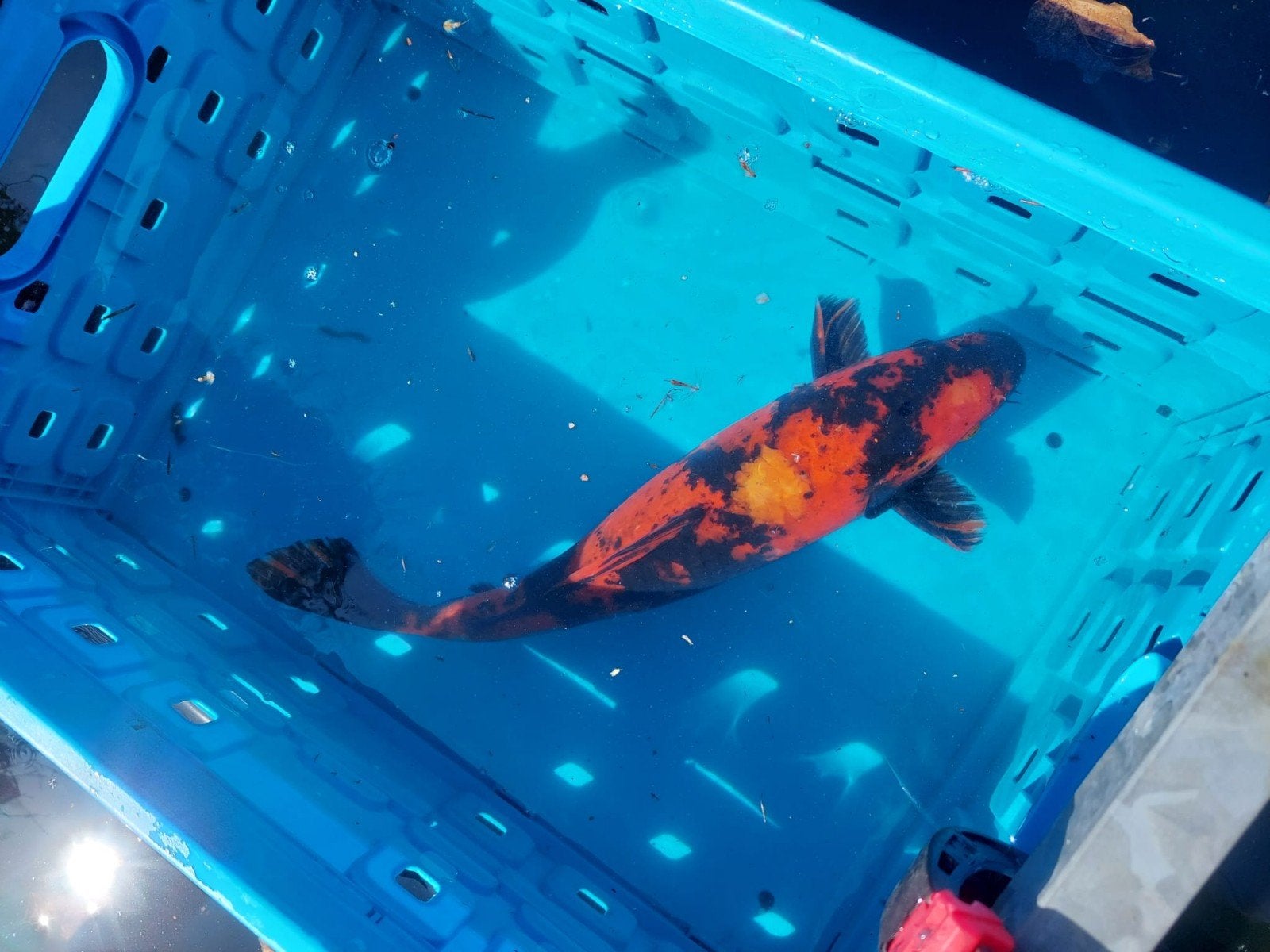 Japanse koi karper, Dieren en Toebehoren, Vissen | Vijvervissen, Karper of Koi