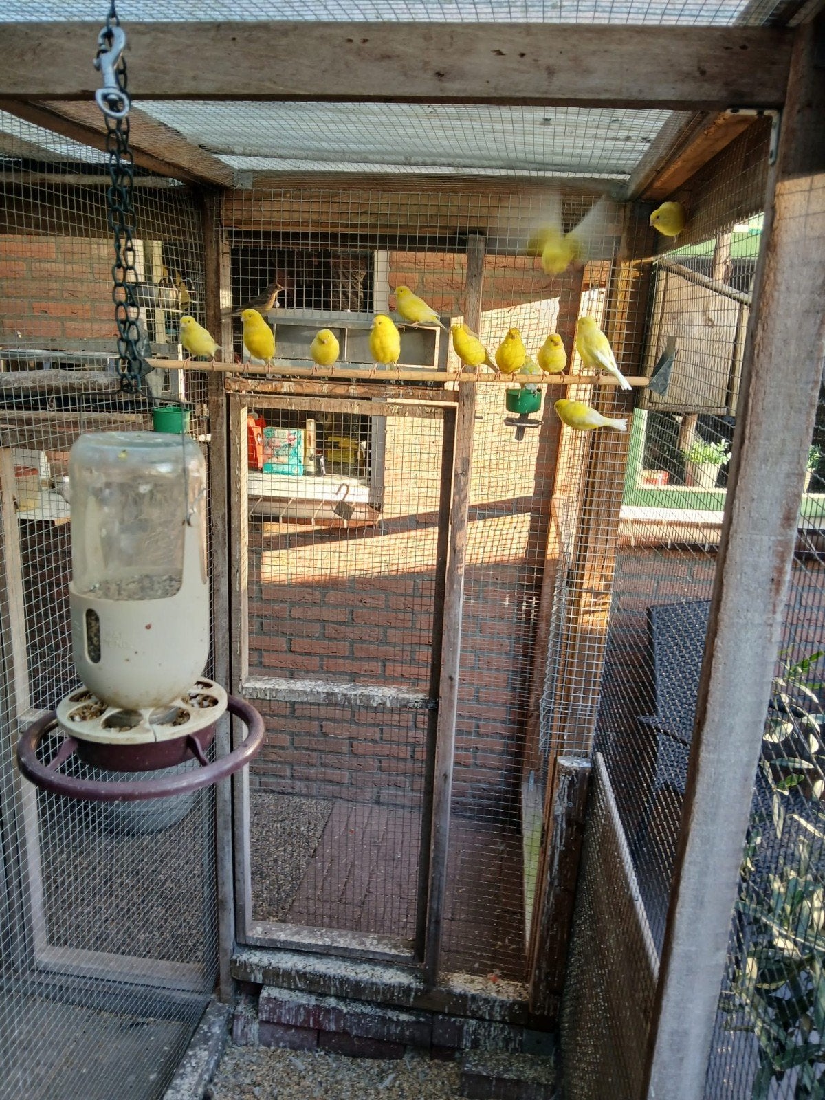 gele kanaries, Dieren en Toebehoren, Meerdere dieren, Kleurkanarie