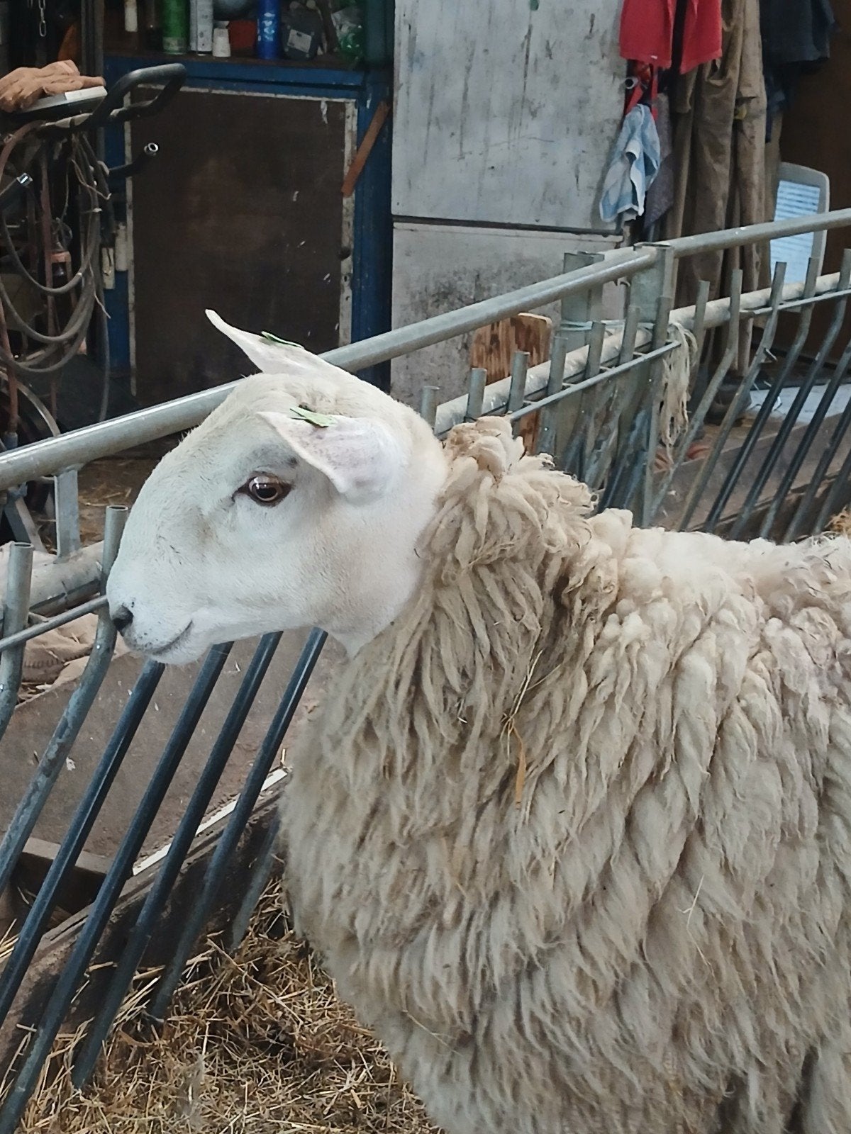 Border leicester ram 75 %, Mannelijk, Schaap
