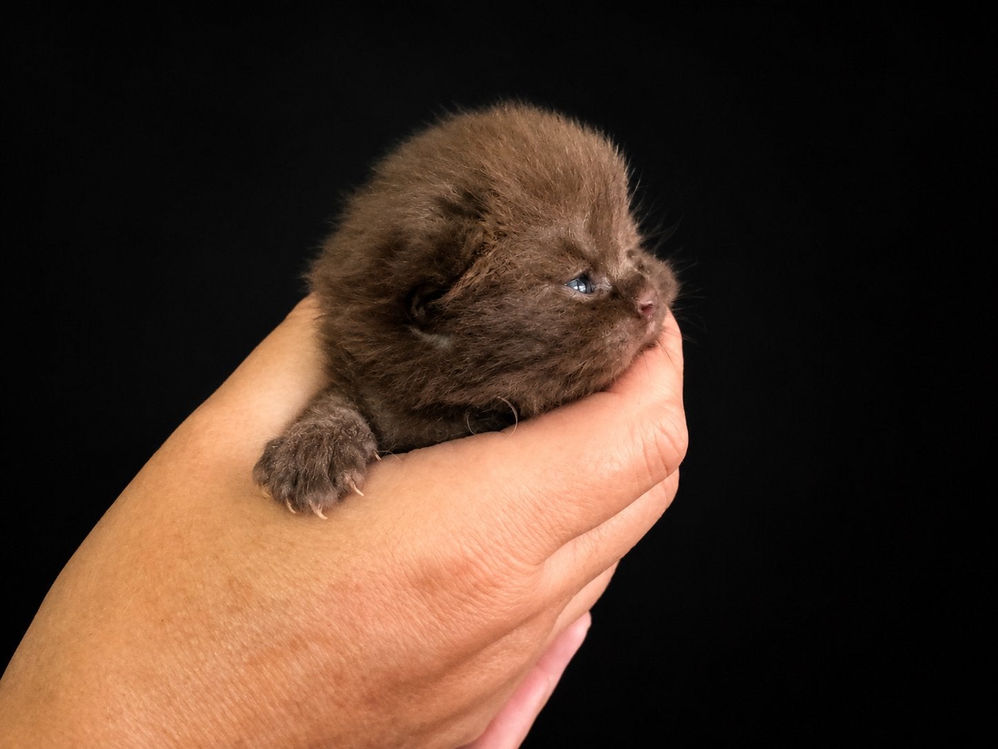Nog een choclate  Britskorthaar  beschikbaar met stamboom, Dieren en Toebehoren, Kater, Met stamboom