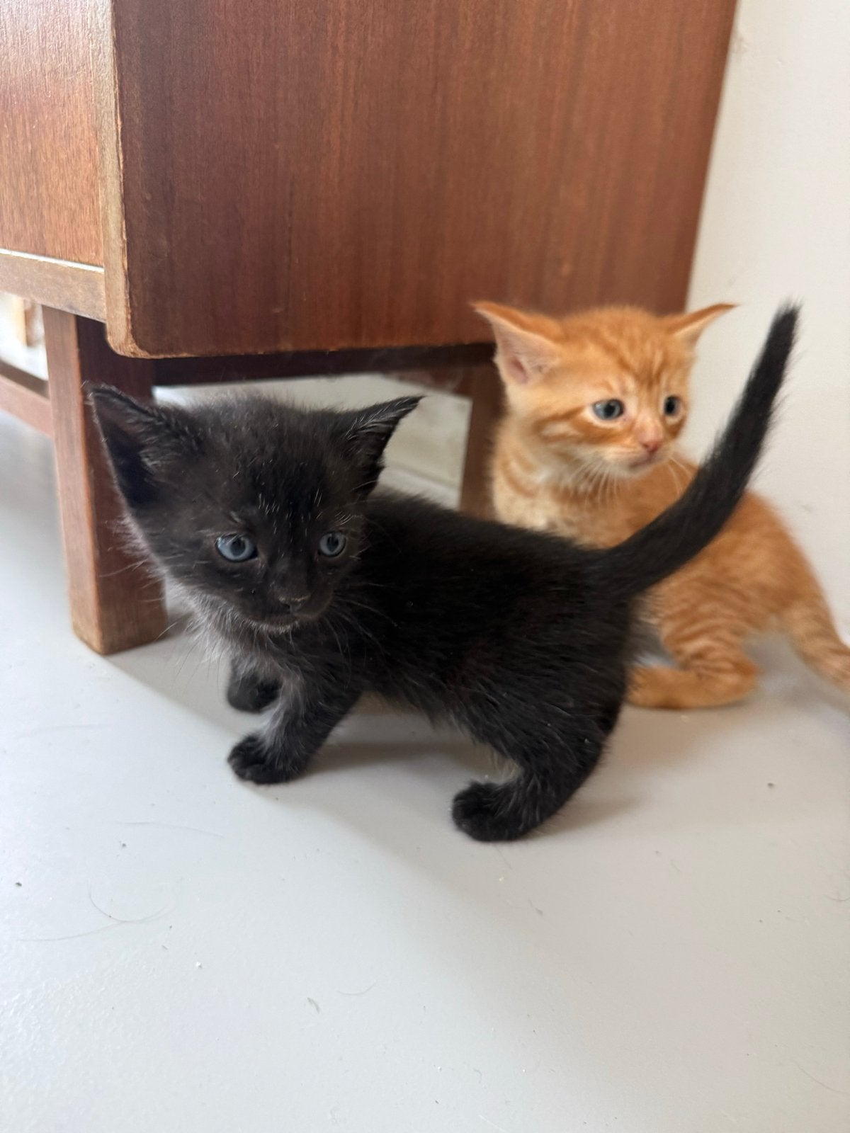 Kittens te koop (1 meisje / 5 jongens), Dieren en Toebehoren
