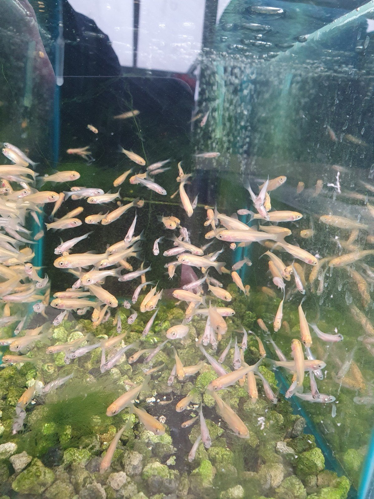 Medaka, rainbowshiner, windes., Karper of Koi