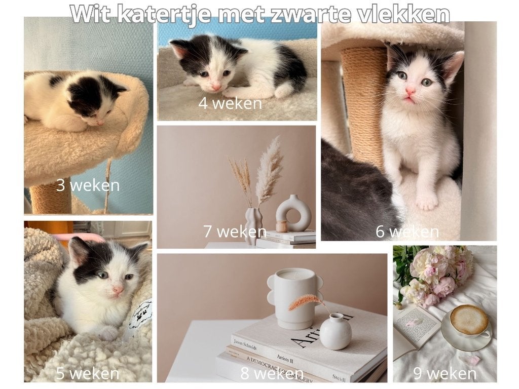 Prachtige Britse korthaar mix kittens, Dieren en Toebehoren, Katten en Kittens | Raskatten | Korthaar, Meerdere dieren, Ontwormd