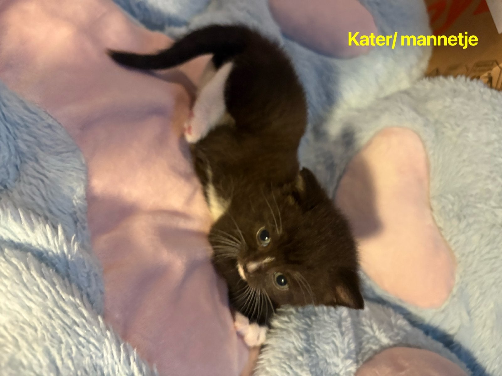 Brits Kortharen kittens (4 sep nestje verlaten) te koop, Dieren en Toebehoren, Meerdere dieren, 0 tot 2 jaar