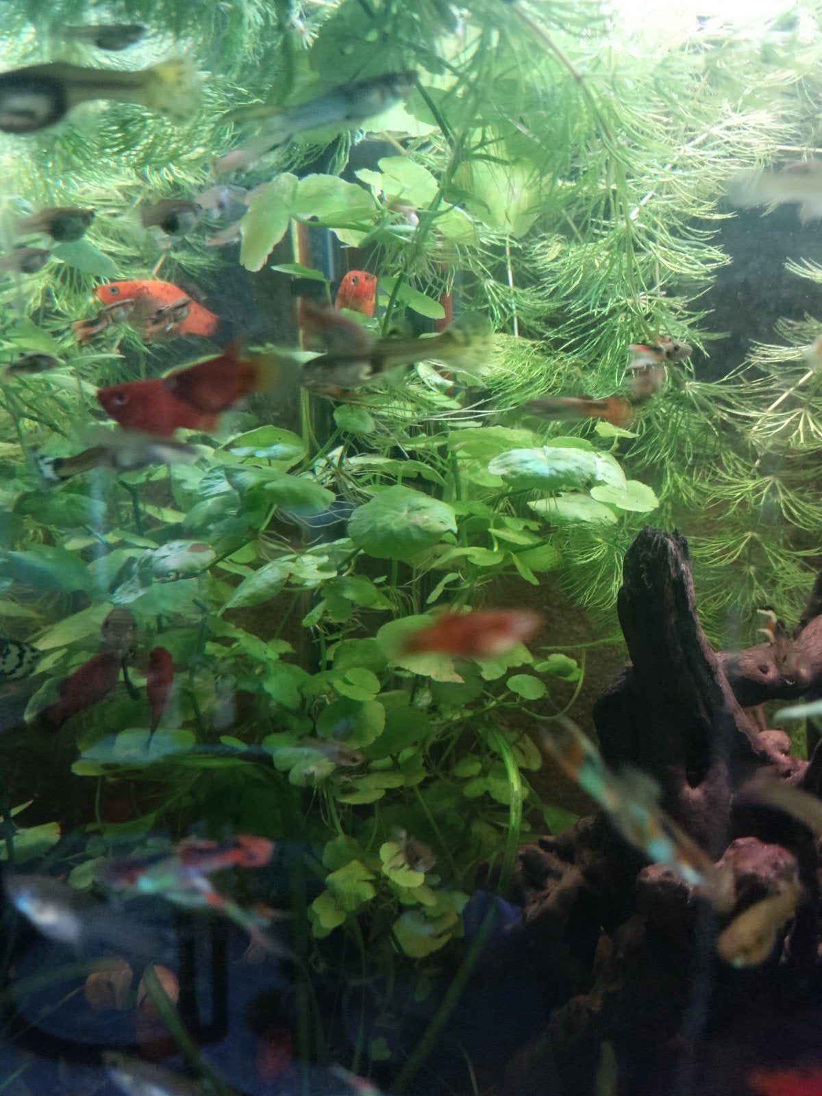 Jonge Endler Guppy eigen kweek mooi op  kleur, Ophalen of Verzenden, Nieuw