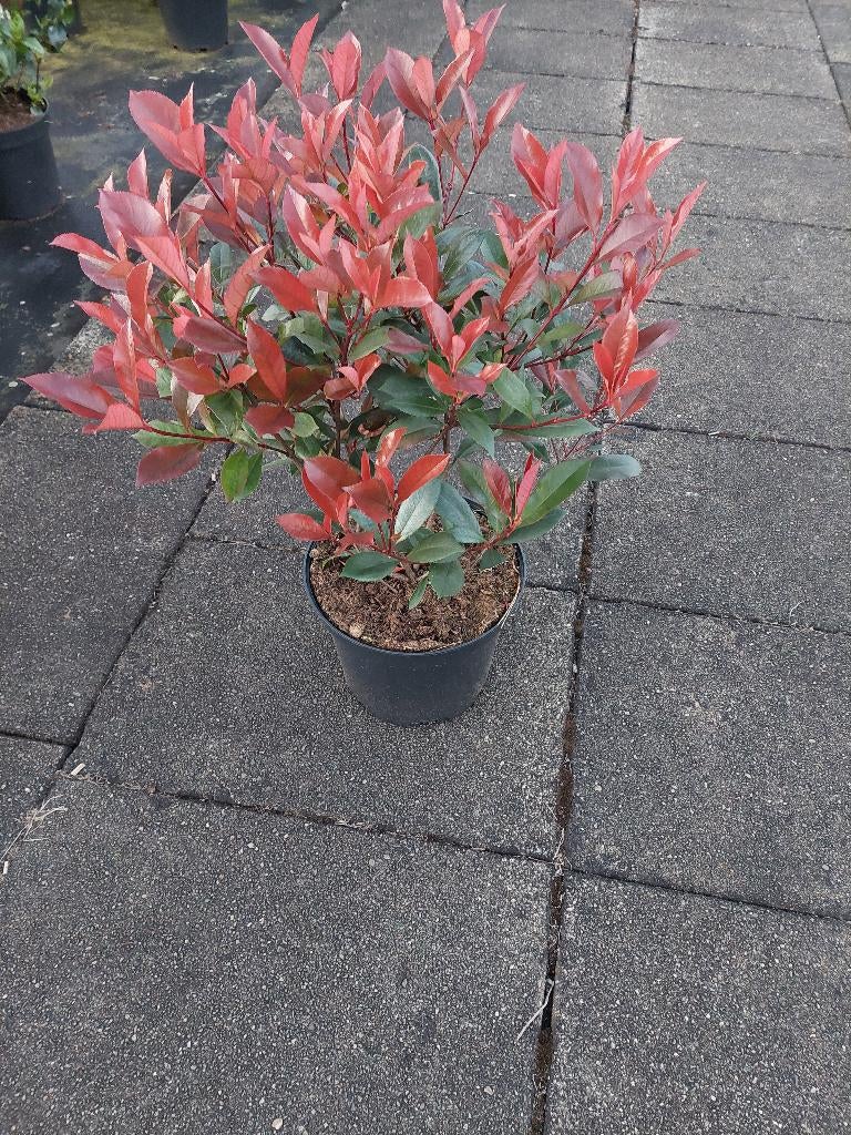 Photinia red robin (glasmispel), Vaste plant, Bloeit niet, Halfschaduw, Ophalen