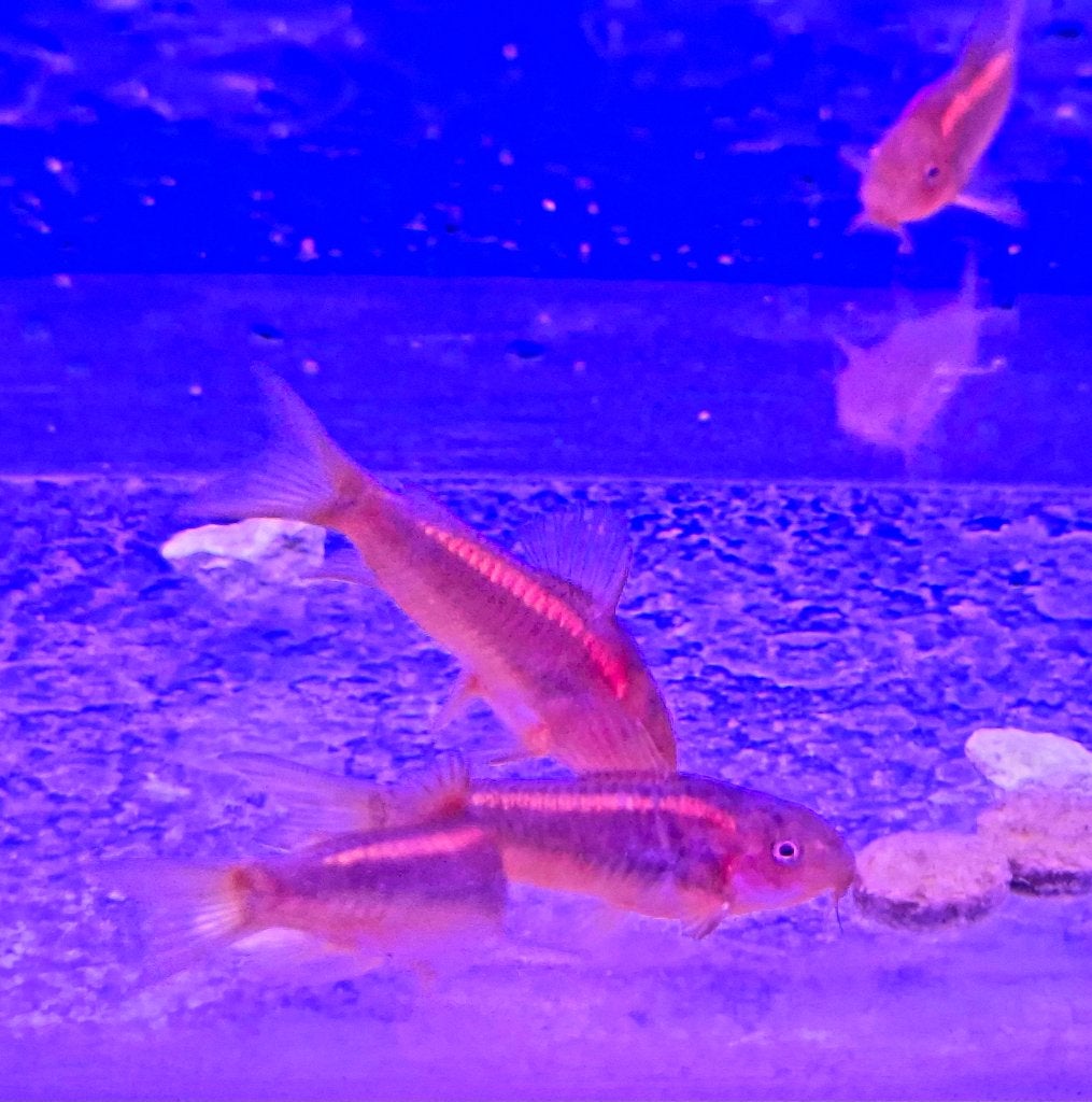 Corydoras, Vis, Zoetwatervis, Schoolvis
