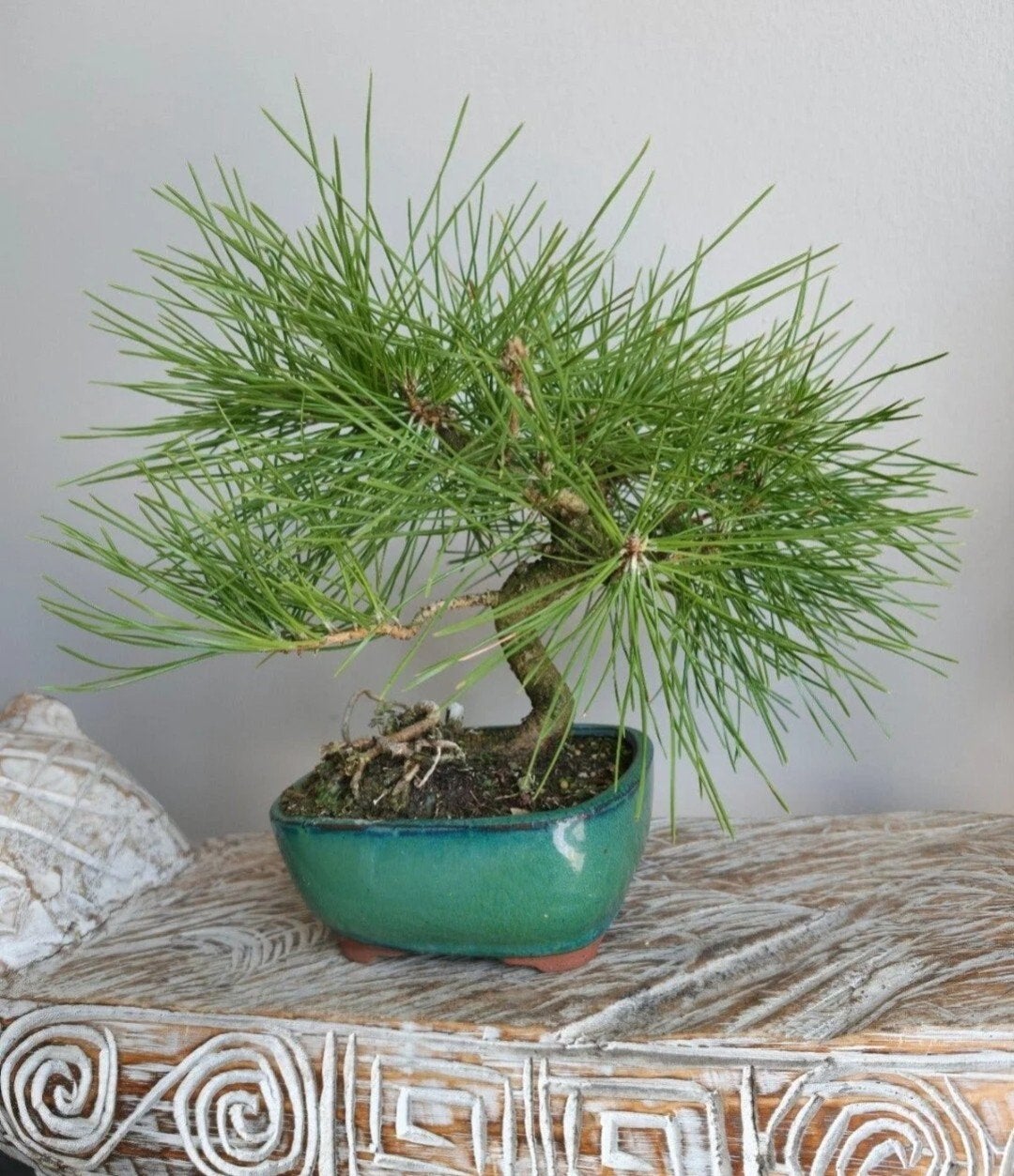 Pinus Thunbergii bonsai, Tuin en Terras, Planten | Bomen, Bloeit niet, Halfschaduw, Minder dan 100 cm, Overige soorten