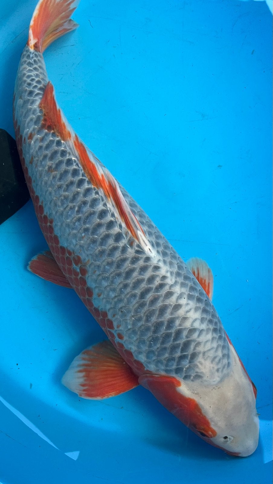 Prachtige asagi van kweker Taniguchi, Karper of Koi