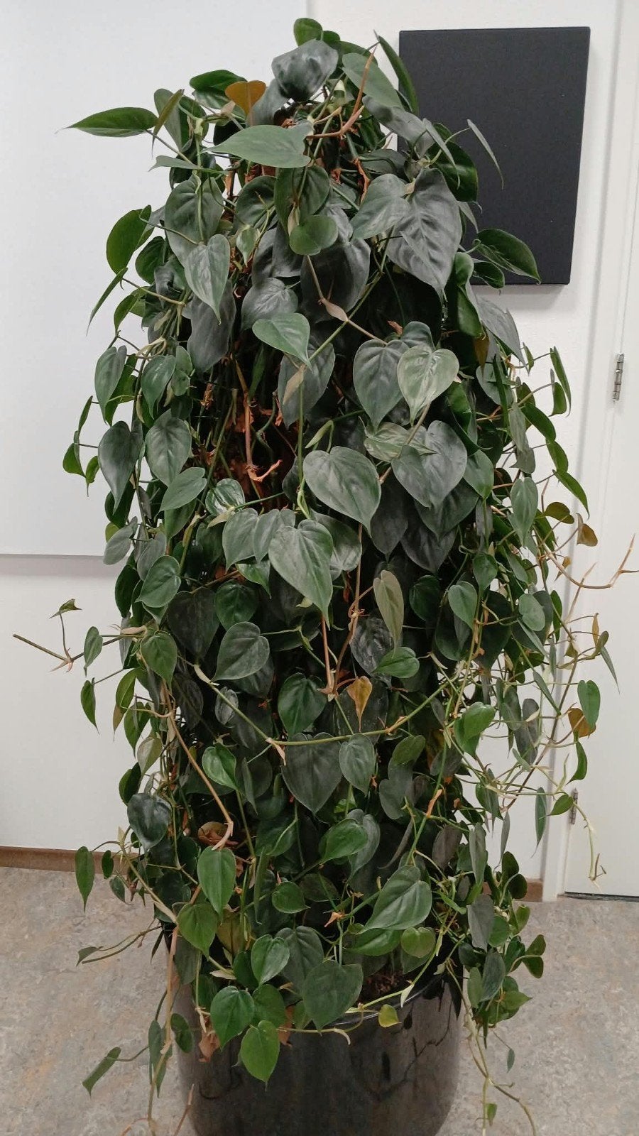 phildpdron plant, Ophalen, Halfschaduw, In pot, 150 tot 200 cm