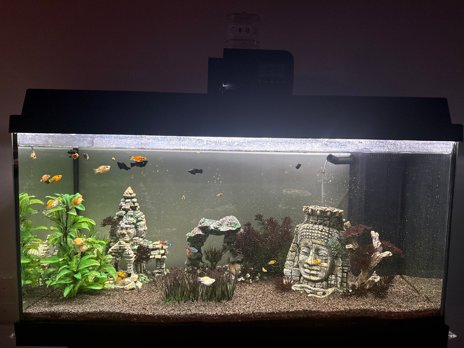 Aquarium juwel incl toebehoren en onderkast, Dieren en Toebehoren, Ophalen, Gebruikt, Aquariummeubel, Juwel