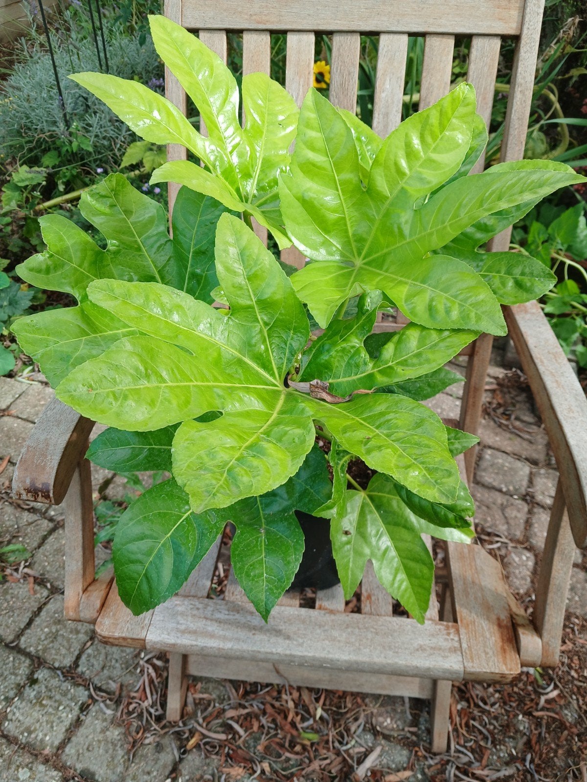 Fatsia Japonica, Bloeit niet, Halfschaduw, Overige soorten, Minder dan 100 cm
