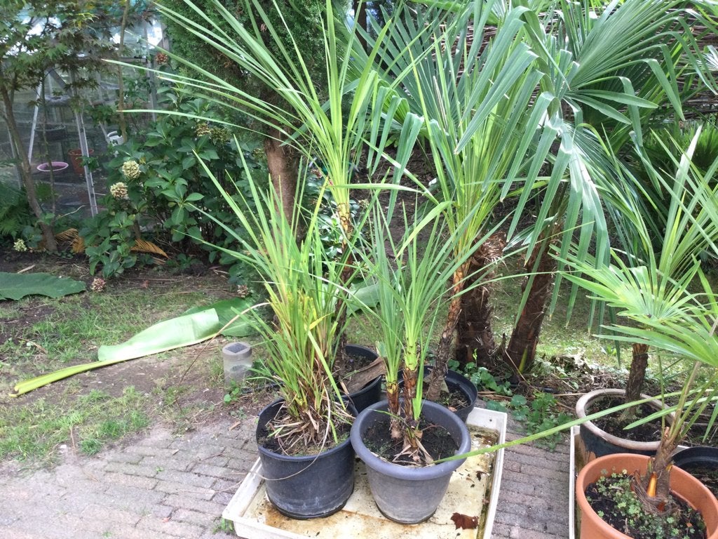 Cordyline Australis, Ophalen of Verzenden, Overige soorten, Halfschaduw