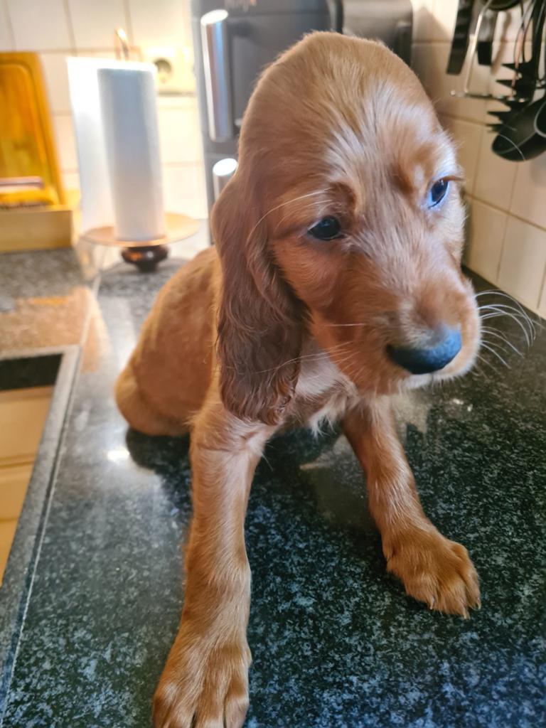 Setterpups te koop: 3 zwarte teefjes, 2 rode reutjes, Dieren en Toebehoren, Honden | Setters en Staande honden, 8 tot 15 weken