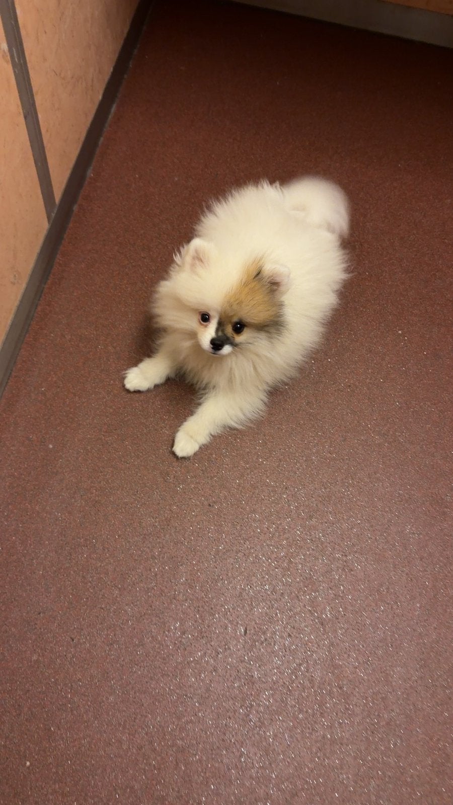 Pomeriaan reutje 3 maanden met stamboom, Dieren en Toebehoren, Honden | Niet-rashonden, Particulier, 15 weken tot 1 jaar, Reu